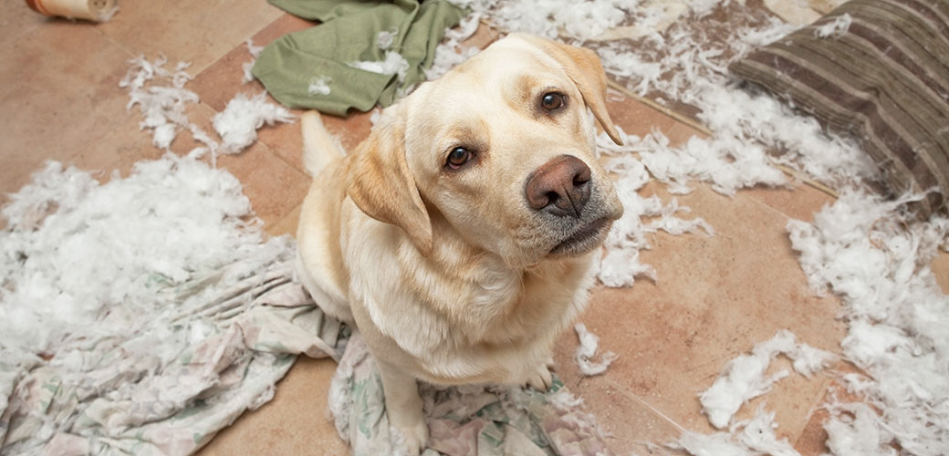 MIND GAMES FOR DOGS: Fun Ways to Bond strongly with your Dog whilst  providing him with Vital Mental Stimulation