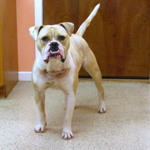 Welcome To Richardson Rescue